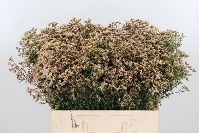 <h4>Lim Sin Sen Nectarin</h4>