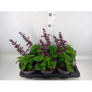 Salvia  'Purple and Bloom'