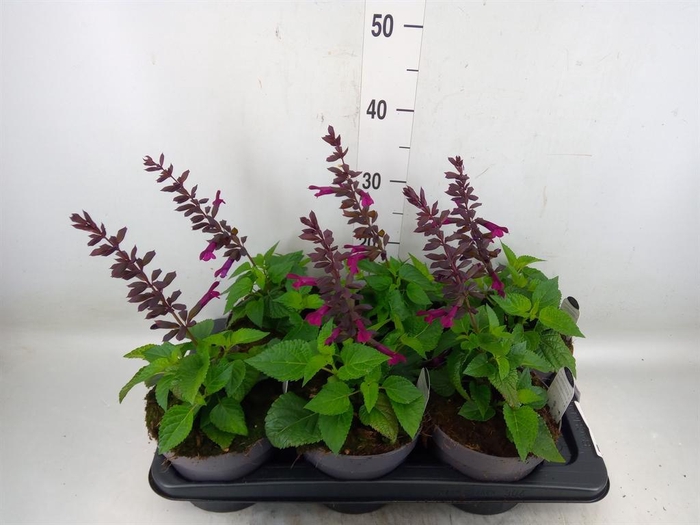 <h4>Salvia  'Purple and Bloom'</h4>