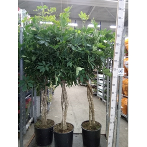 Schefflera arbor. 'Compacta'