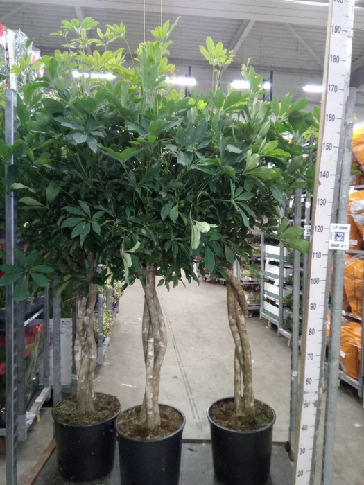 <h4>Schefflera arbor. 'Compacta'</h4>