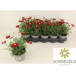 Argyranthemum frutescens La Rita Purple Red