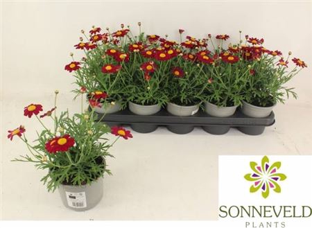 <h4>Argyranthemum frutescens La Rita Purple Red</h4>