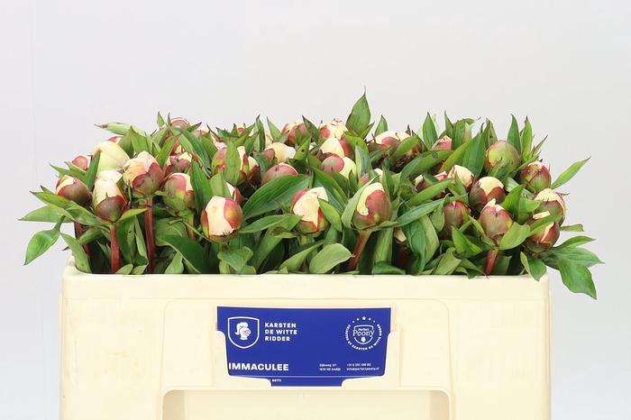 <h4>Paeonia Immaculee</h4>