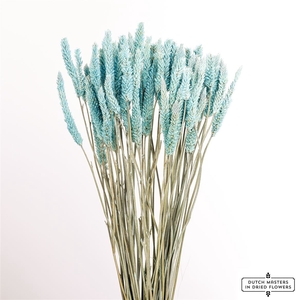 Dried Celosia Frosted Blue Bunch Slv