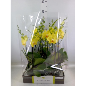 Phalaenopsis  'Ant Ferrara'