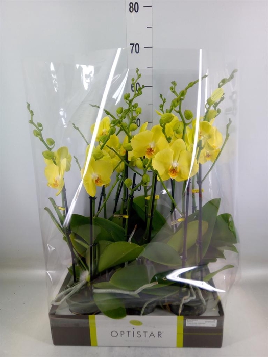 <h4>Phalaenopsis  'Ant Ferrara'</h4>
