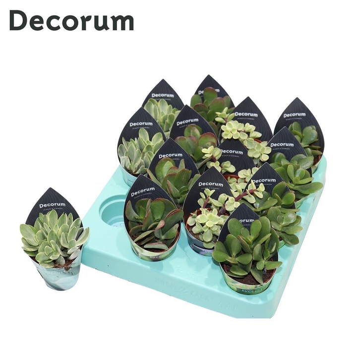 Crassula Mix (4spc.) (decorum) Decorum Potcover