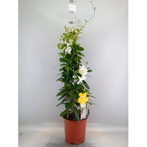 Mandevilla sand. 'SumStar White'
