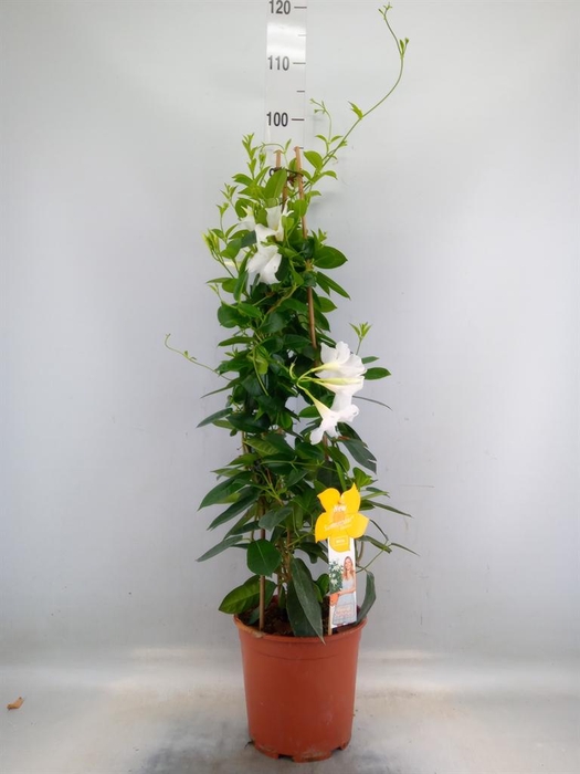 <h4>Mandevilla sand. 'SumStar White'</h4>
