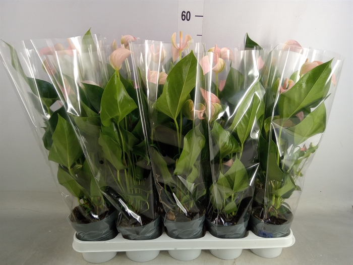 <h4>Anthurium andr. 'Joli Peach'</h4>