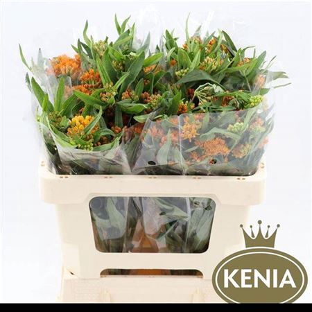 <h4>Ascl Tuberosa</h4>