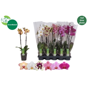 PHAL GEM