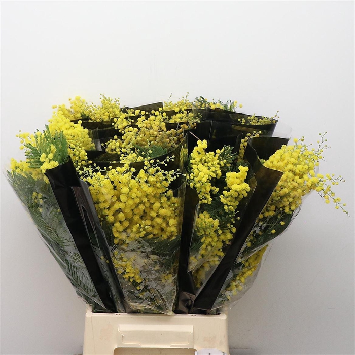 <h4>Mimosa Mirandol 150gram Black Sleeve And Chrysal</h4>