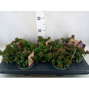 Crassula schmidtii