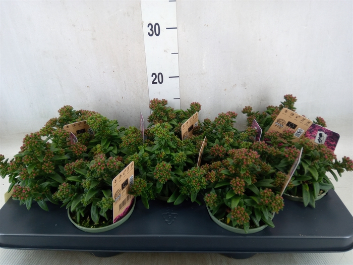 <h4>Crassula schmidtii</h4>