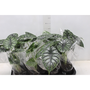 ALOCASIA DRAGON SCALE P12