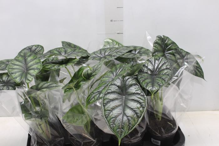 ALOCASIA DRAGON SCALE P12