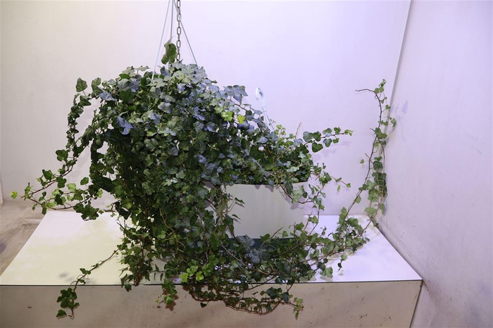 <h4>arr8 Hed He Wonder</h4>