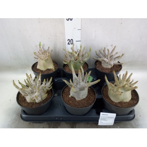 Adenium NB 'Ansu Baobab'