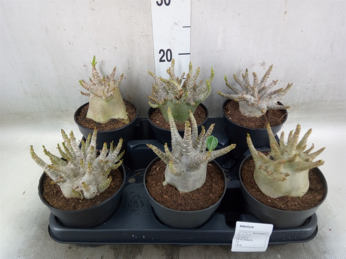 <h4>Adenium NB 'Ansu Baobab'</h4>