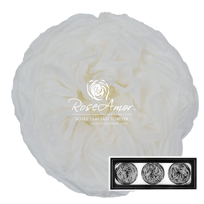 <h4>Kabukyza Per 3 Whi01</h4>