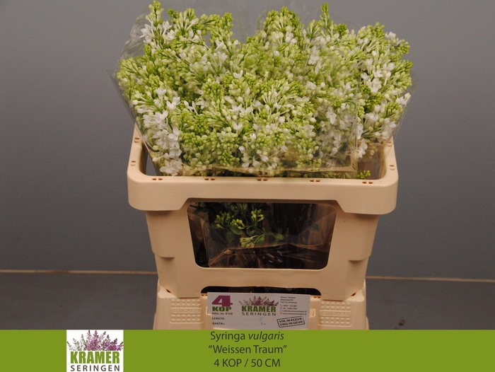 <h4>SYR V ENGLER WEISS T</h4>