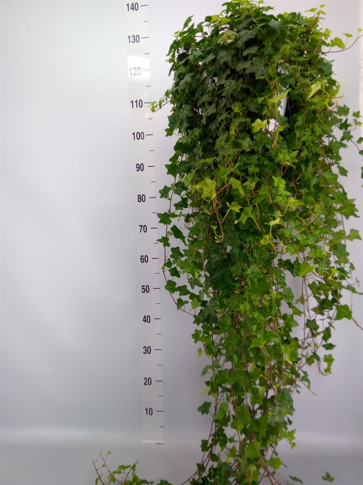 <h4>Hedera helix 'Pittsburgh'</h4>