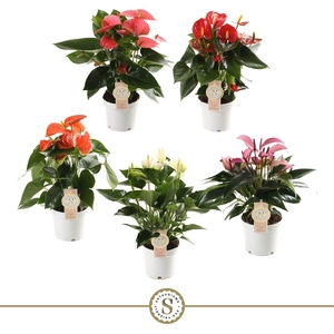 Anthurium Top Mix 12cm