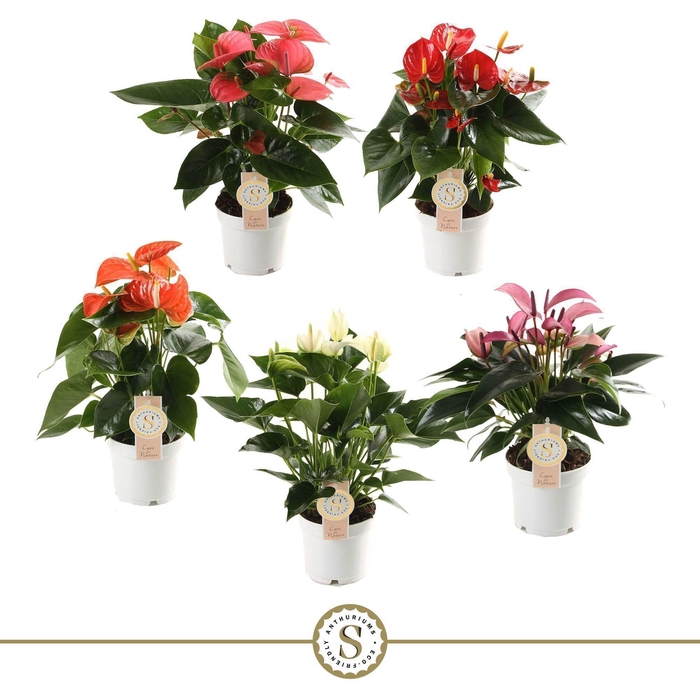 <h4>Anthurium Top Mix 12cm</h4>
