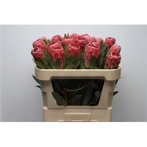 PROTEA LANCELOT