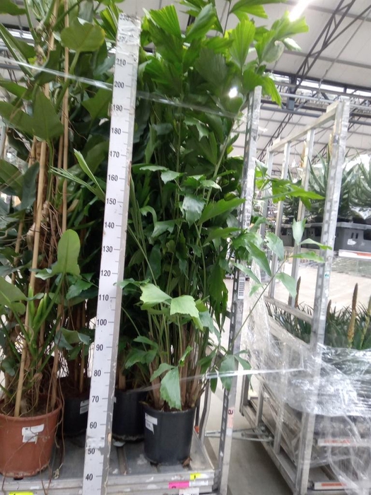 <h4>Caryota mitis</h4>