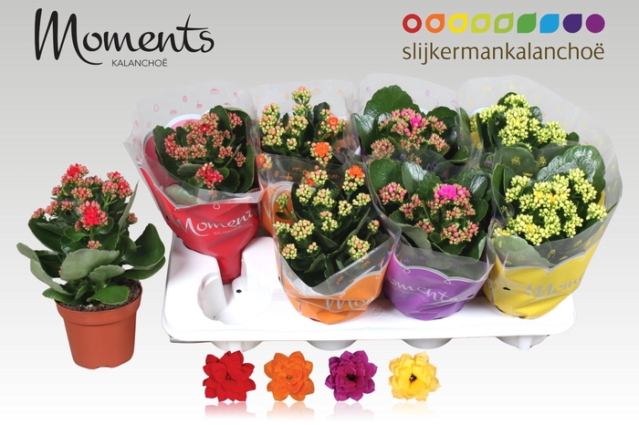 <h4>KAL GE GEM 4 KL</h4>