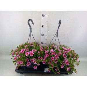 Calibrachoa   ...mix