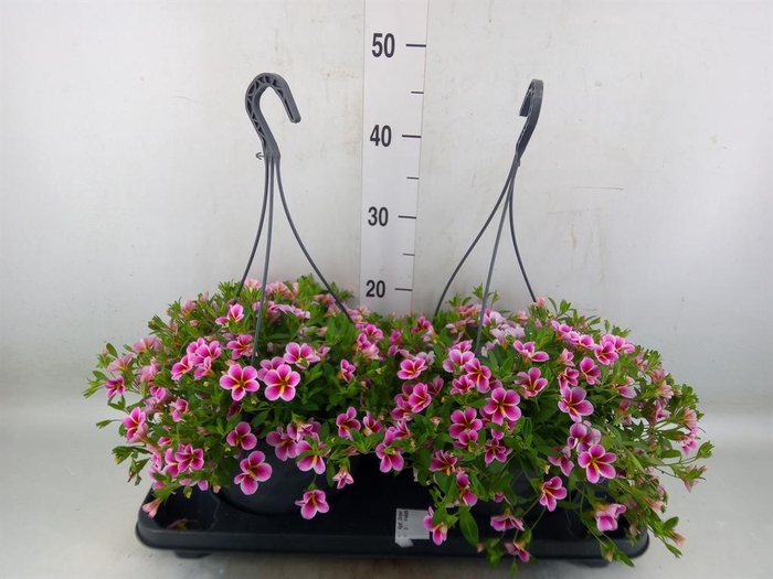 <h4>Calibrachoa   ...mix</h4>