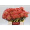 Nutans Ayoba Pink