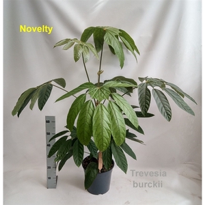 Trevesia burckii 27cm [Ghost's foot] *NEW*