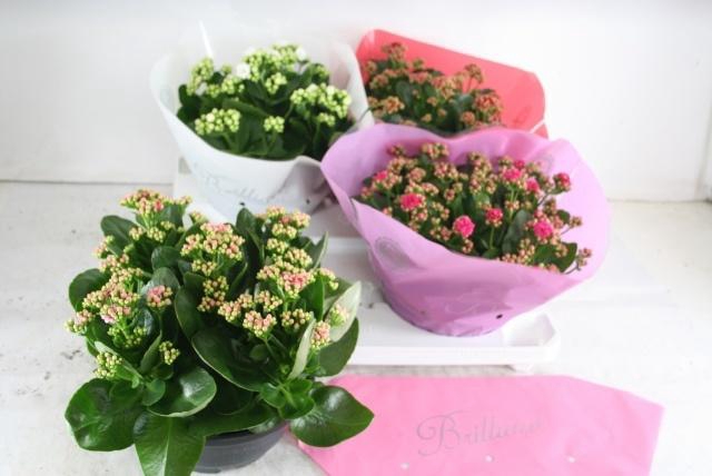 <h4>KAL GE GEM 4 KL</h4>