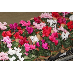 CYCLAMEN P14