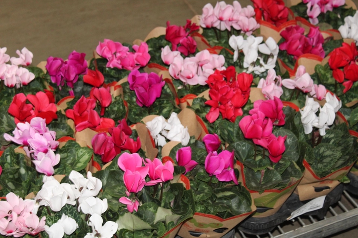 <h4>CYCLAMEN P14</h4>