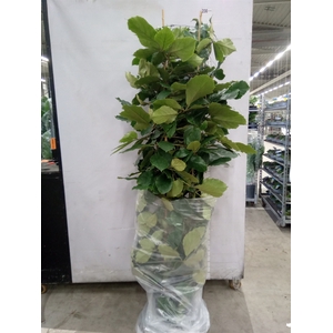 Tetrastigma voinierianum