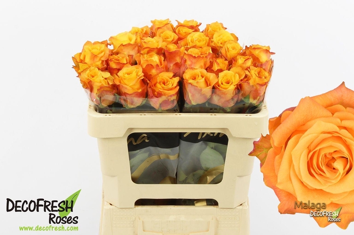 <h4>R Gr Malaga</h4>