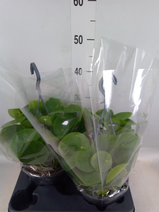 <h4>Pilea peperomioides</h4>