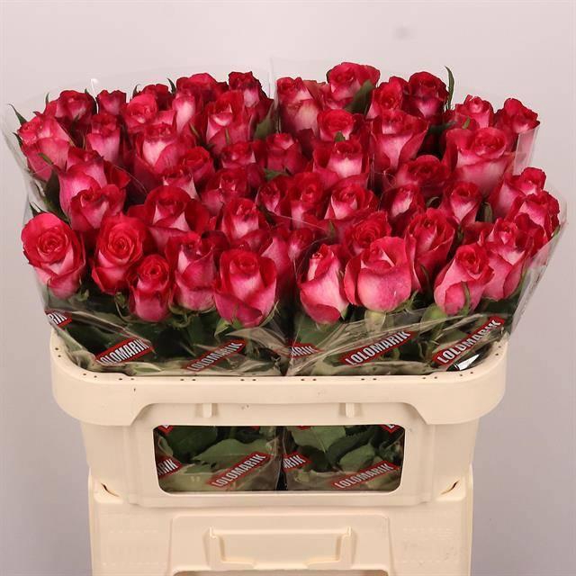 <h4>R GR NICOLETTA</h4>