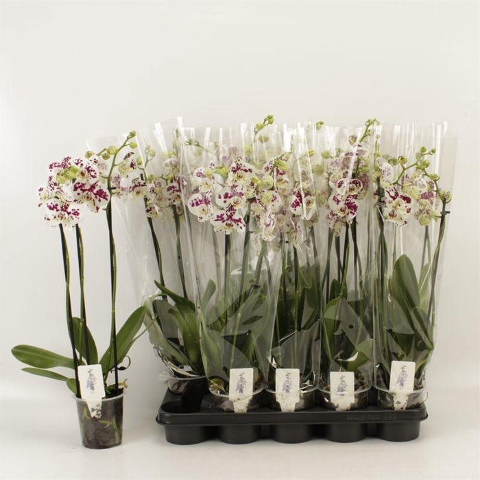 <h4>PHAL AN MARRAKESH</h4>