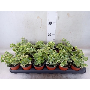 Hedera helix 'White Wonder'