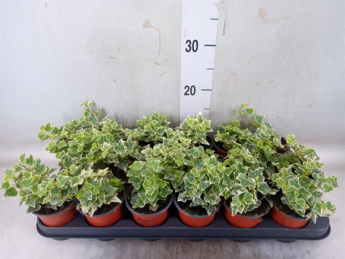 <h4>Hedera helix 'White Wonder'</h4>