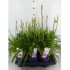 Agapanthus  'Amourette Superb'
