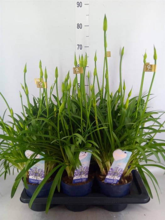 Agapanthus  'Amourette Superb'
