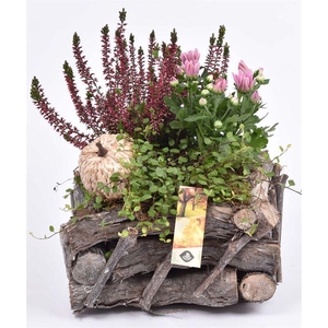 Natuur druivenhout 23x23cm